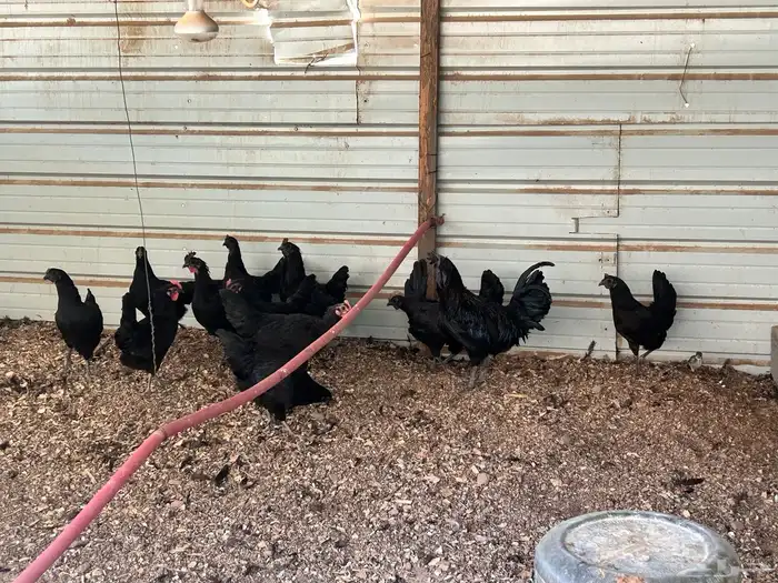 دجاج اسود حبه 130 0