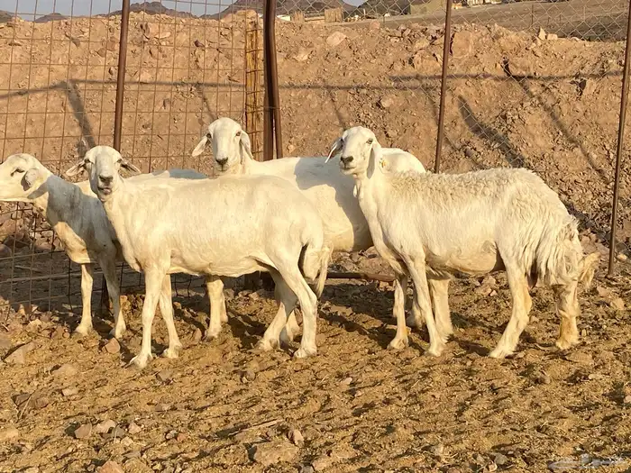 ضان حريات 8