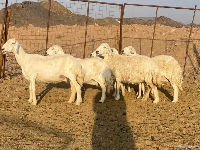 ضان حريات 12