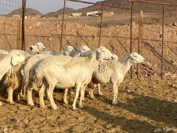 ضان حريات 0