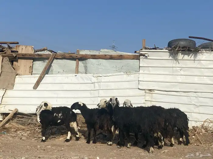 نعاج نجد 3