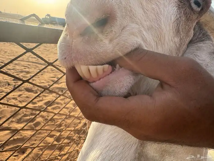 عنز هولنديه دافع 5