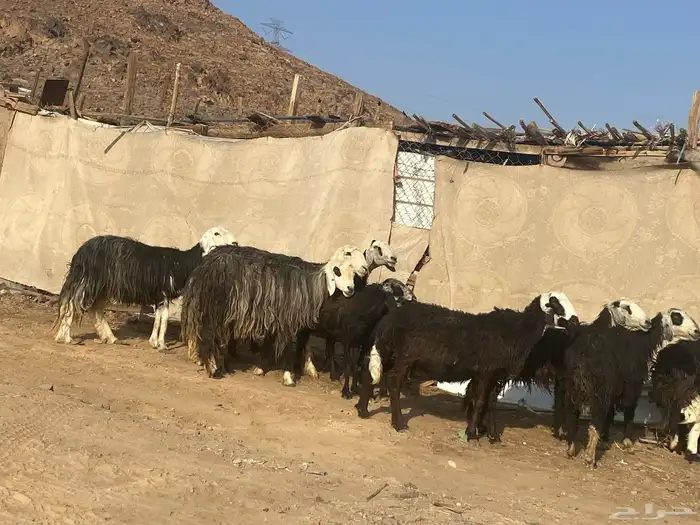نعاج نجد 23