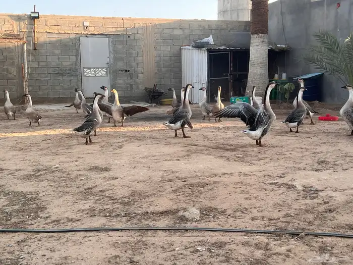 وز عراقي منتج 6