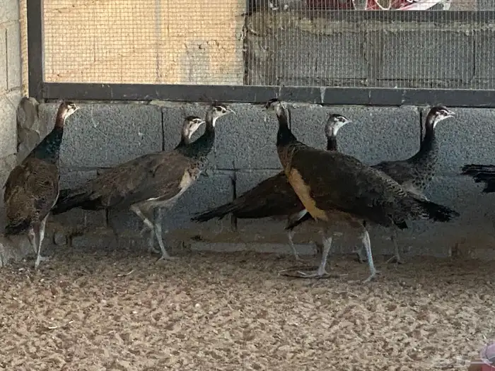 طاووس 1