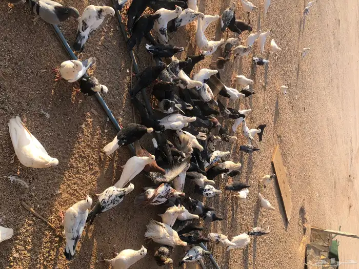 الجمش 5