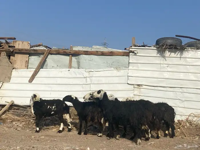نعاج نجد 2