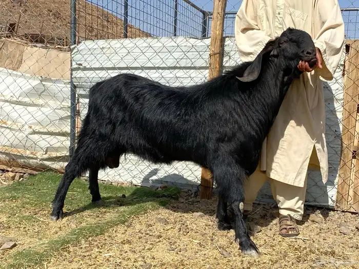 تيس اسود صنف فاخر فحل مشروط 14