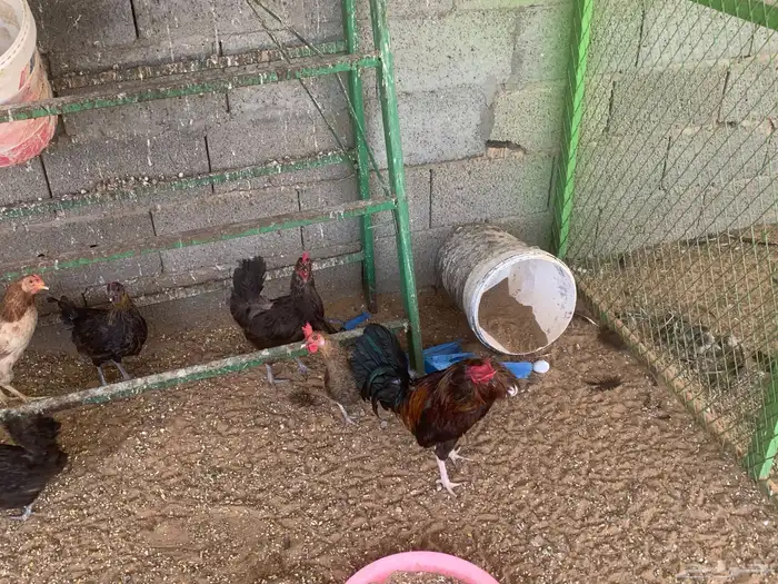 دجاج بلدي بياض 2
