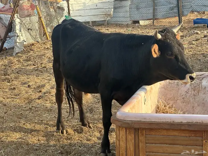 عجول حسيل للبيع 9