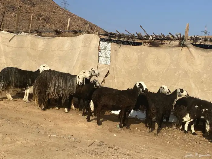 نعاج نجد 21