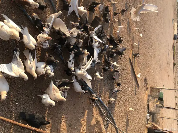 الجمش 3