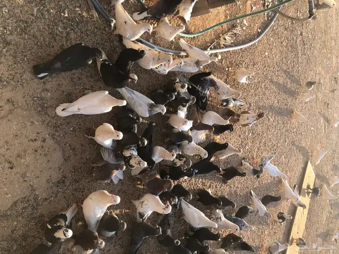 الجمش 0