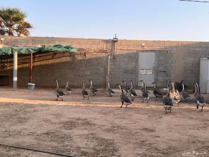 وز عراقي منتج 0