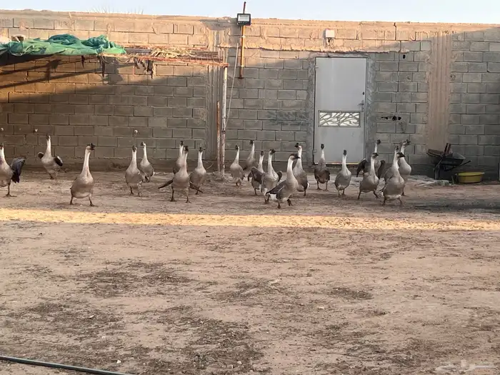 وز عراقي منتج 1