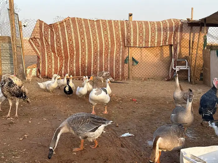 مفرق رماح 0