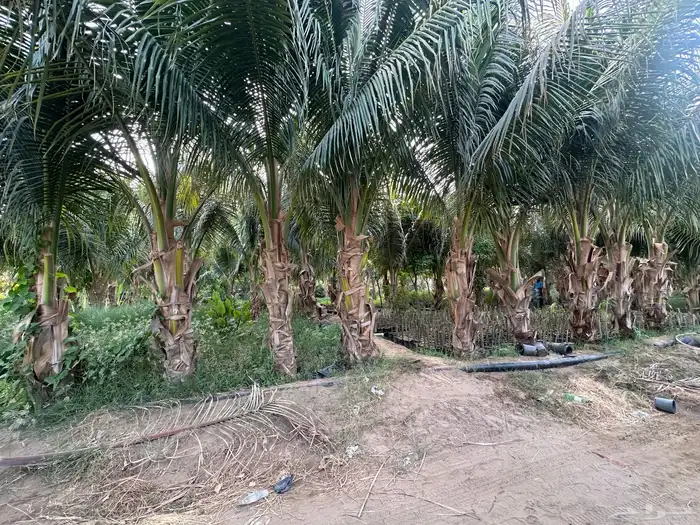 نخيل جوز الهند 3