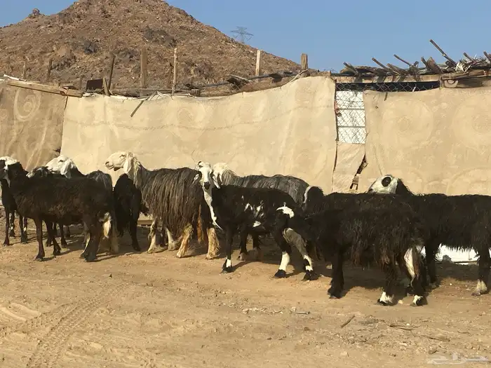 نعاج نجد 9
