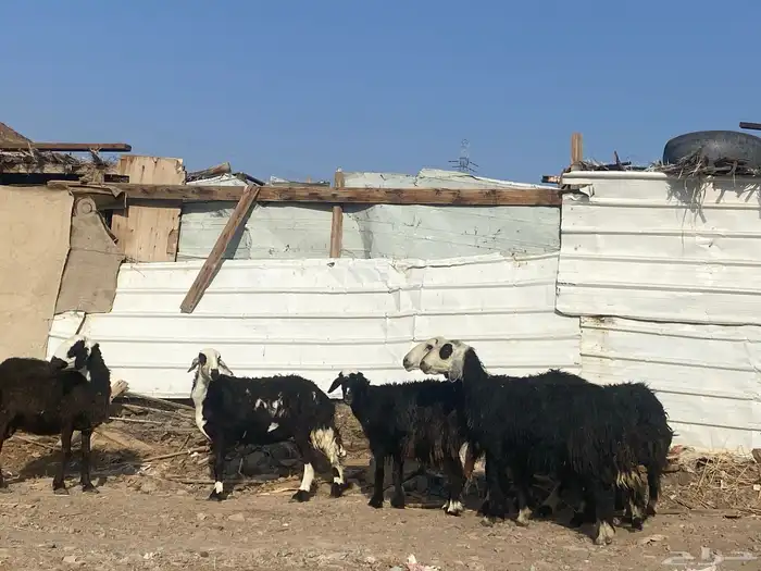 نعاج نجد 5