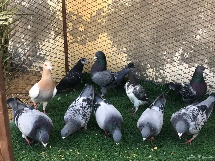 حمام زاجل 0