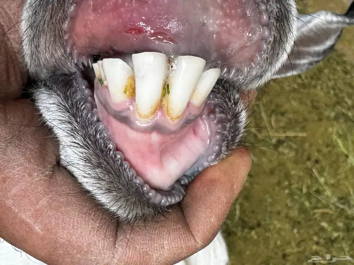 معزا 2