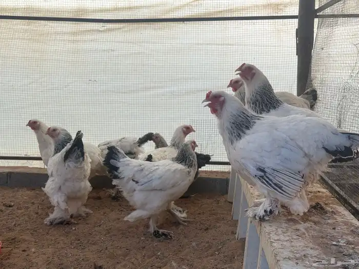 دجاج براهما بيور دم صافي 4