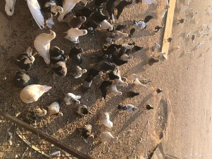 الجمش 1