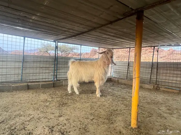الطائف الضبط بالحويه 3