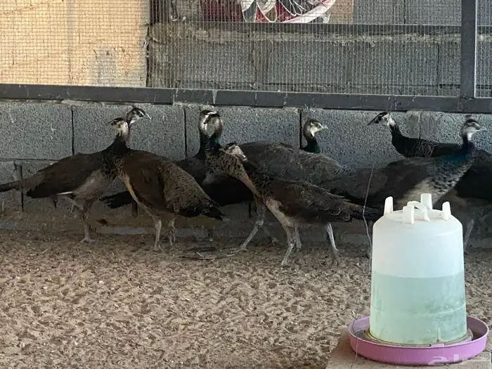 طاووس 0