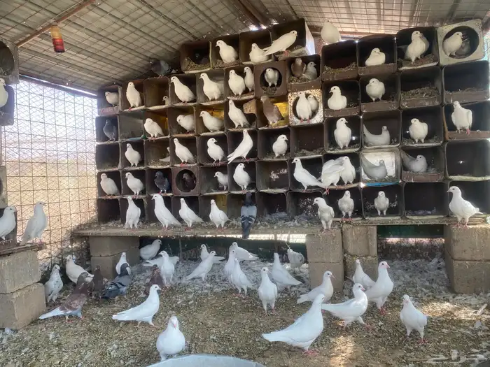 حمام فرنسي سوبر جامبو 1