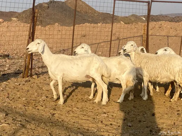 ضان حريات 9