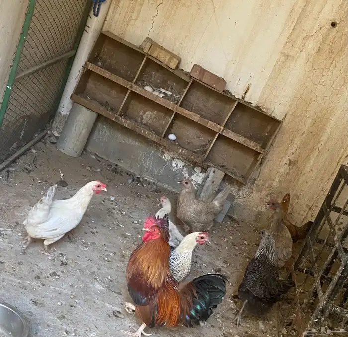 6دجاج وديك كبير وديكين صغار 2