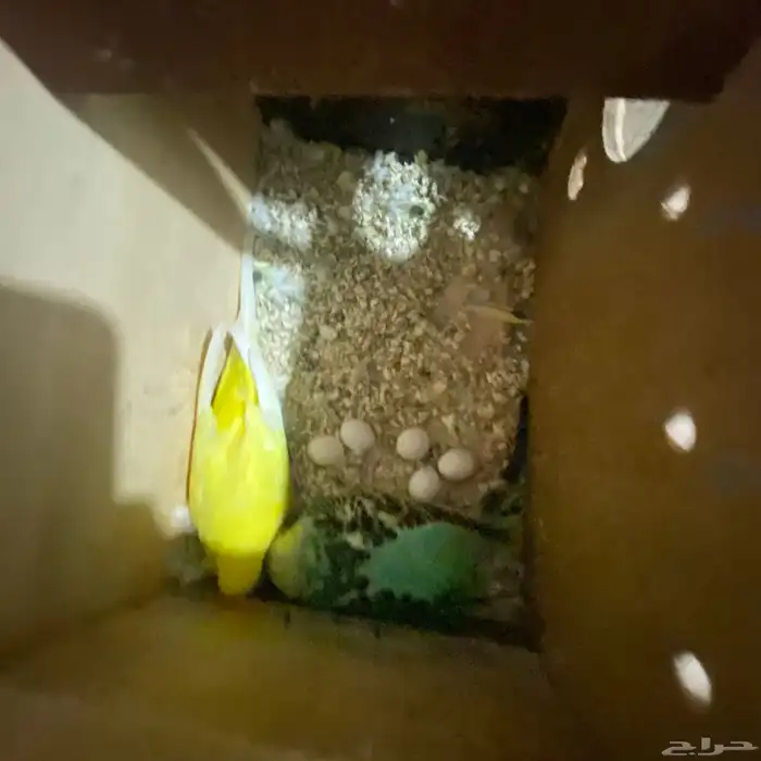 جوز بداجي مع بيضه مكينه انتاج عدد البيض6 البيض مخصب 7