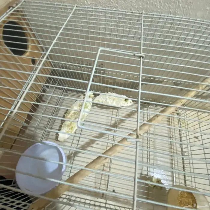 جوز بداجي مع بيضه مكينه انتاج عدد البيض6 البيض مخصب 4