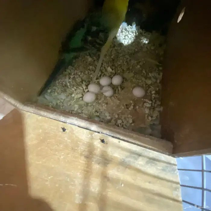 جوز بداجي مع بيضه مكينه انتاج عدد البيض6 البيض مخصب 1