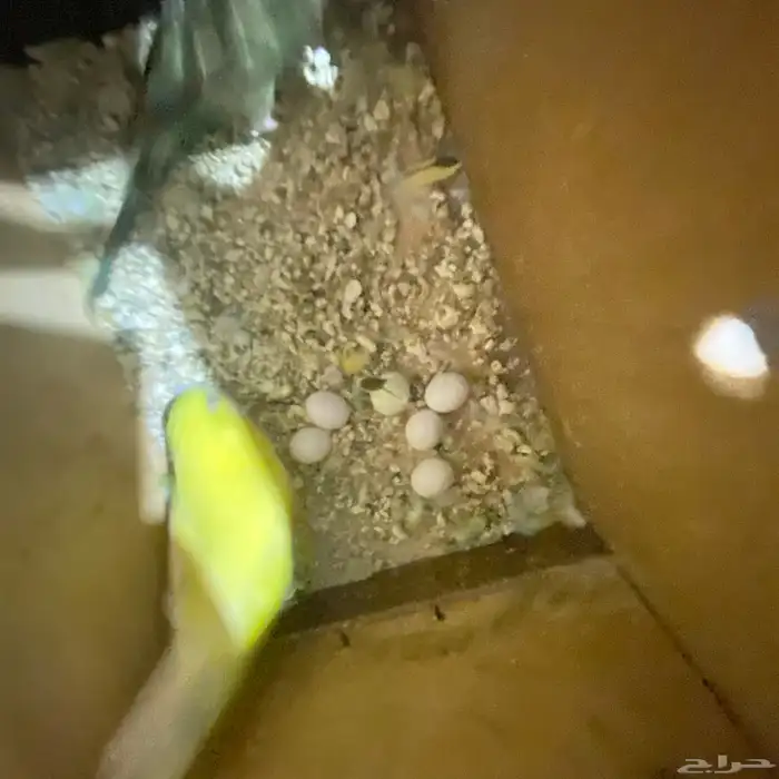 جوز بداجي مع بيضه مكينه انتاج عدد البيض6 البيض مخصب 8