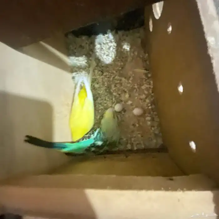 جوز بداجي مع بيضه مكينه انتاج عدد البيض6 البيض مخصب 3