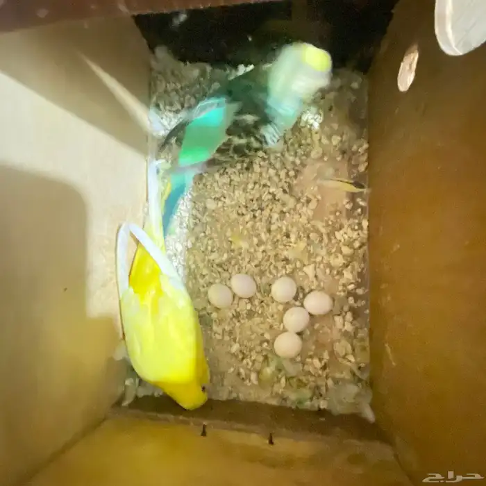 جوز بداجي مع بيضه مكينه انتاج عدد البيض6 البيض مخصب 9