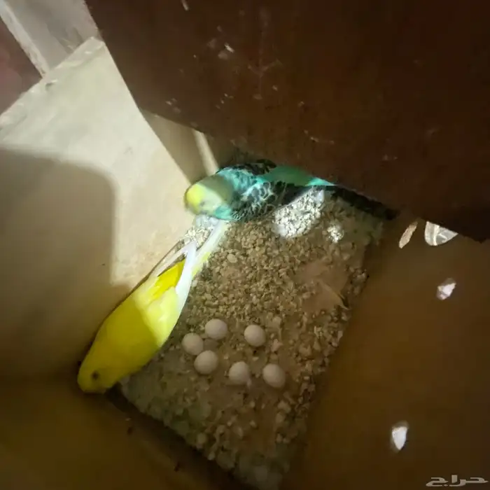 جوز بداجي مع بيضه مكينه انتاج عدد البيض6 البيض مخصب 5