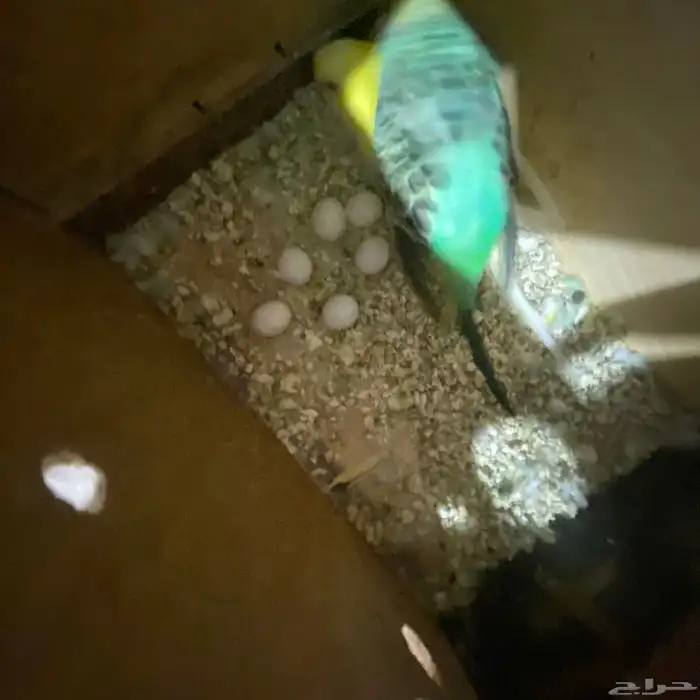 جوز بداجي مع بيضه مكينه انتاج عدد البيض6 البيض مخصب 6