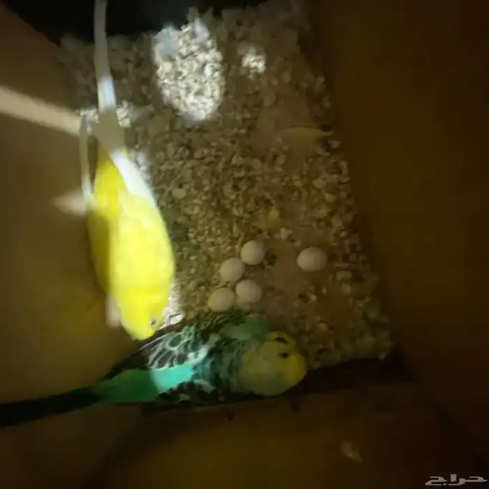 جوز بداجي مع بيضه مكينه انتاج عدد البيض6 البيض مخصب 2