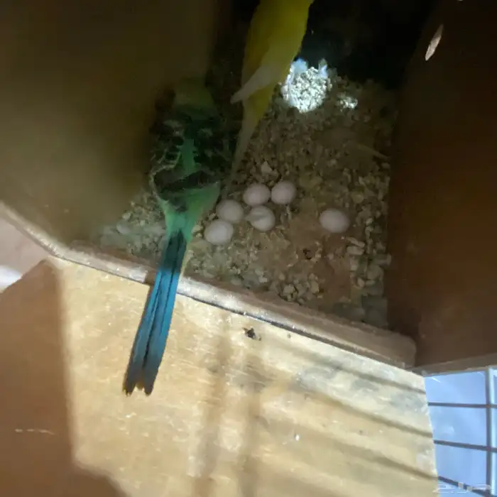 جوز بداجي مع بيضه مكينه انتاج عدد البيض6 البيض مخصب 0