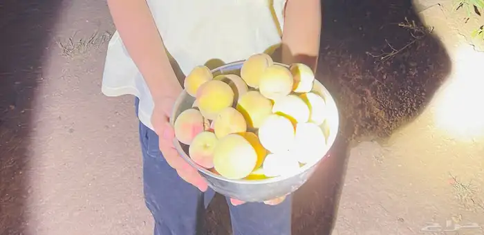 استراحة بضيافة خاصه ومزرعة في الحمرة ظهران الجنوب 45