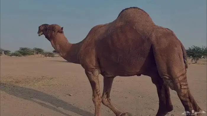 بعير فحل كفو منتج احمر دم مشروط 16