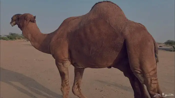 بعير فحل كفو منتج احمر دم مشروط 14