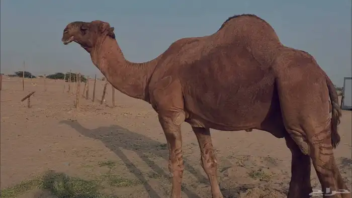 بعير فحل كفو منتج احمر دم مشروط 17