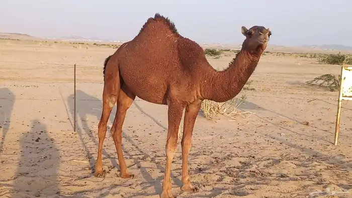 بعير فحل كفو منتج احمر دم مشروط 8