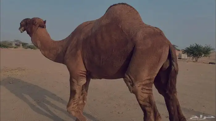 بعير فحل كفو منتج احمر دم مشروط 15