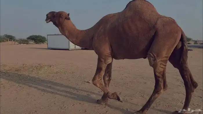 بعير فحل كفو منتج احمر دم مشروط 1