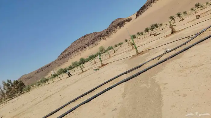 ابو عبدالله لتوريد جميع الاشجار ونخيل وتنسيق الحدائق 3